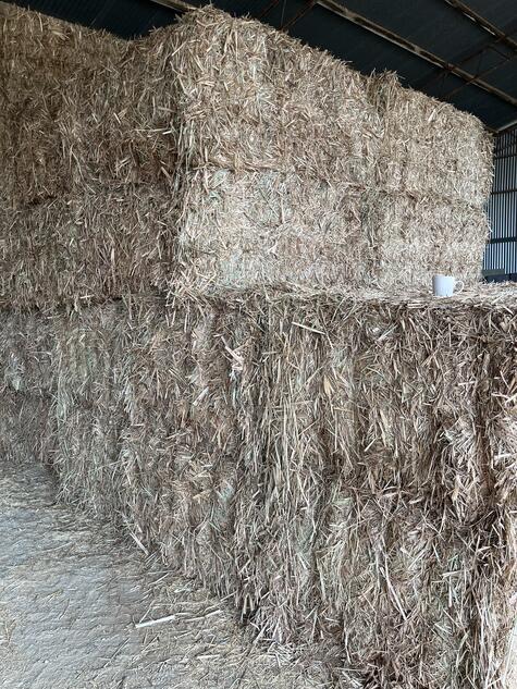 Sugar Cane Tops Straw / Stubble