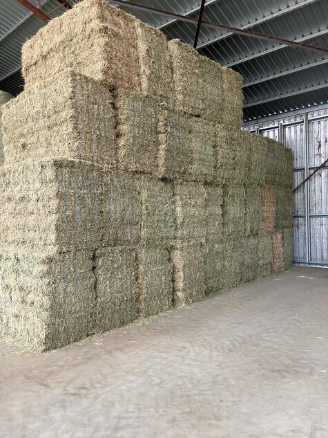 Lucerne Hay