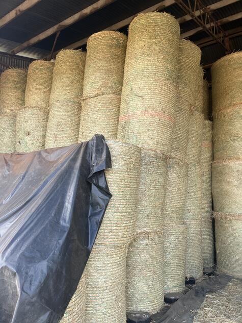 Barley Hay