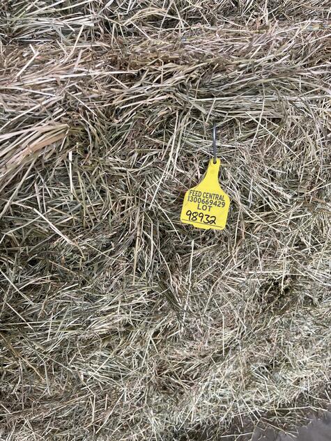 Rye Grass  Lucerne Blend Hay