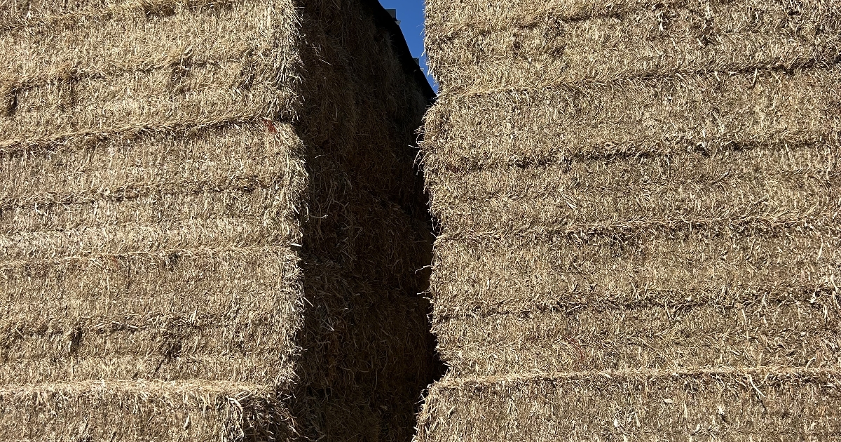Buy Pasture (southern - rye/clover based) Hay 93557 in Reedy Creek SA ...