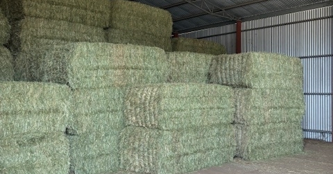 Buy Wheaten (awned) Hay 91451 in Willamulka SA | LocalAg