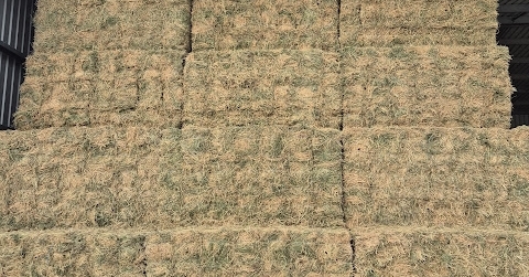 Buy Lucerne & Rye Hay - 2nd Cut 92827 in Mundulla West SA | LocalAg