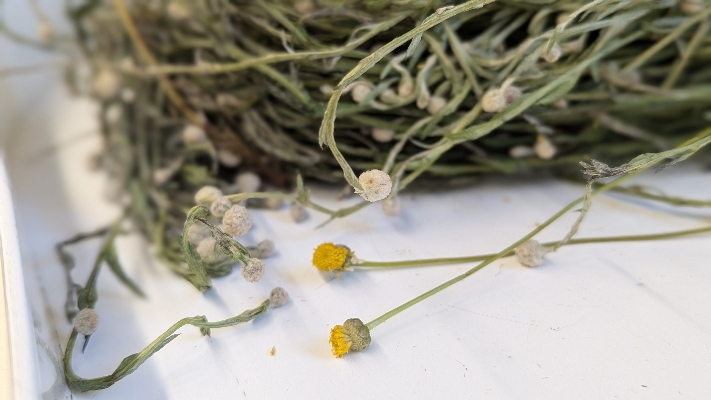 Cover image for Feed Central Quality Assurance
