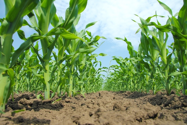 Cover image for Central Fertiliser
