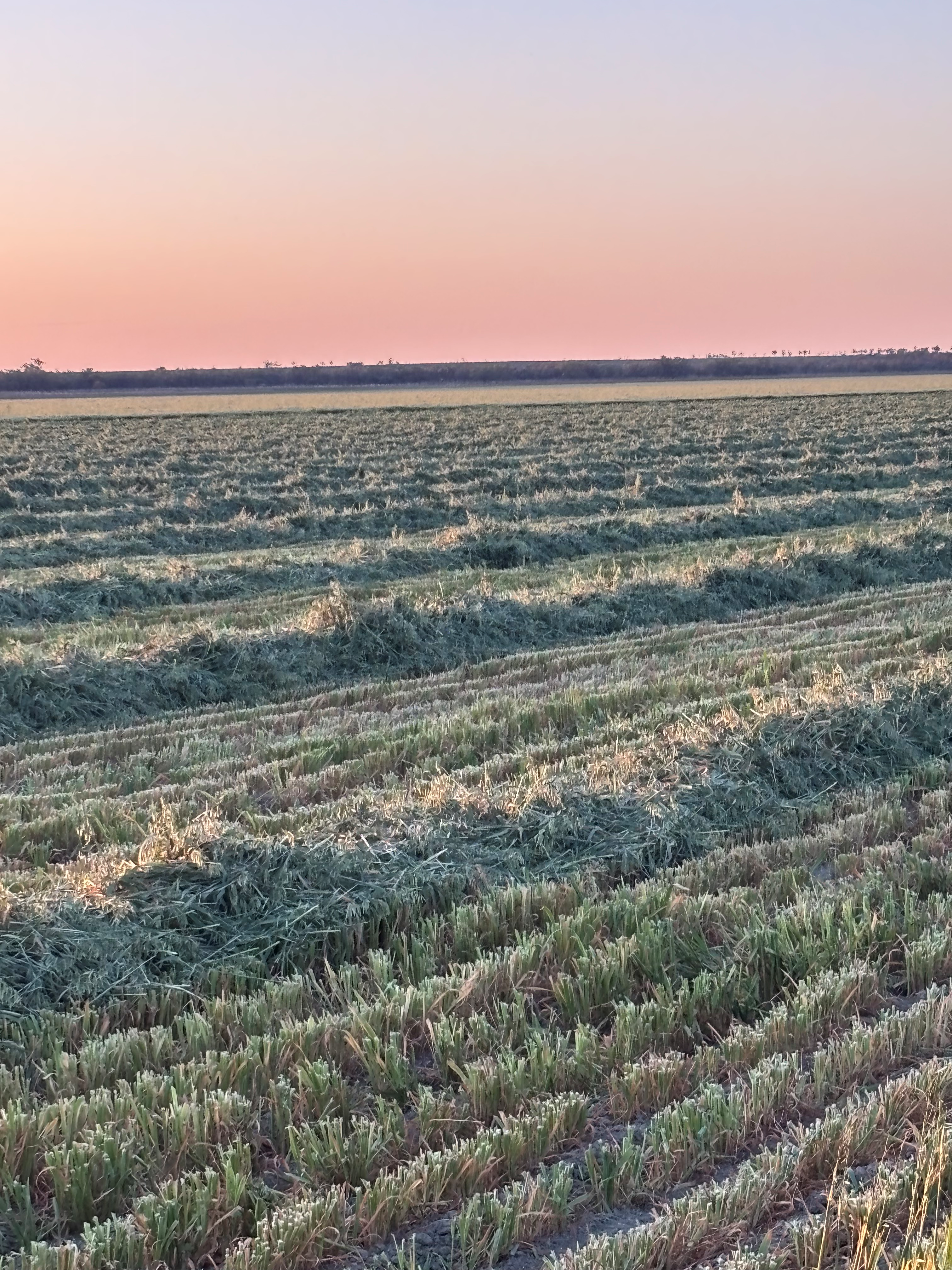 Oaten Hay