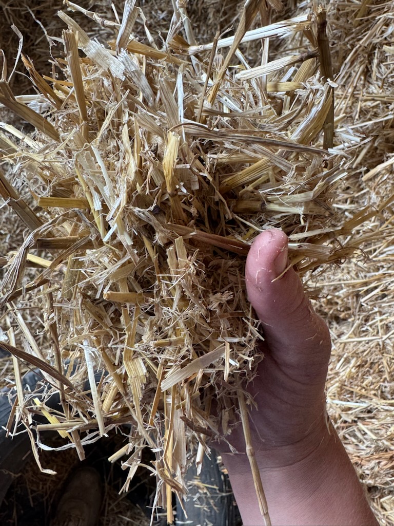 Barley Straw / Stubble