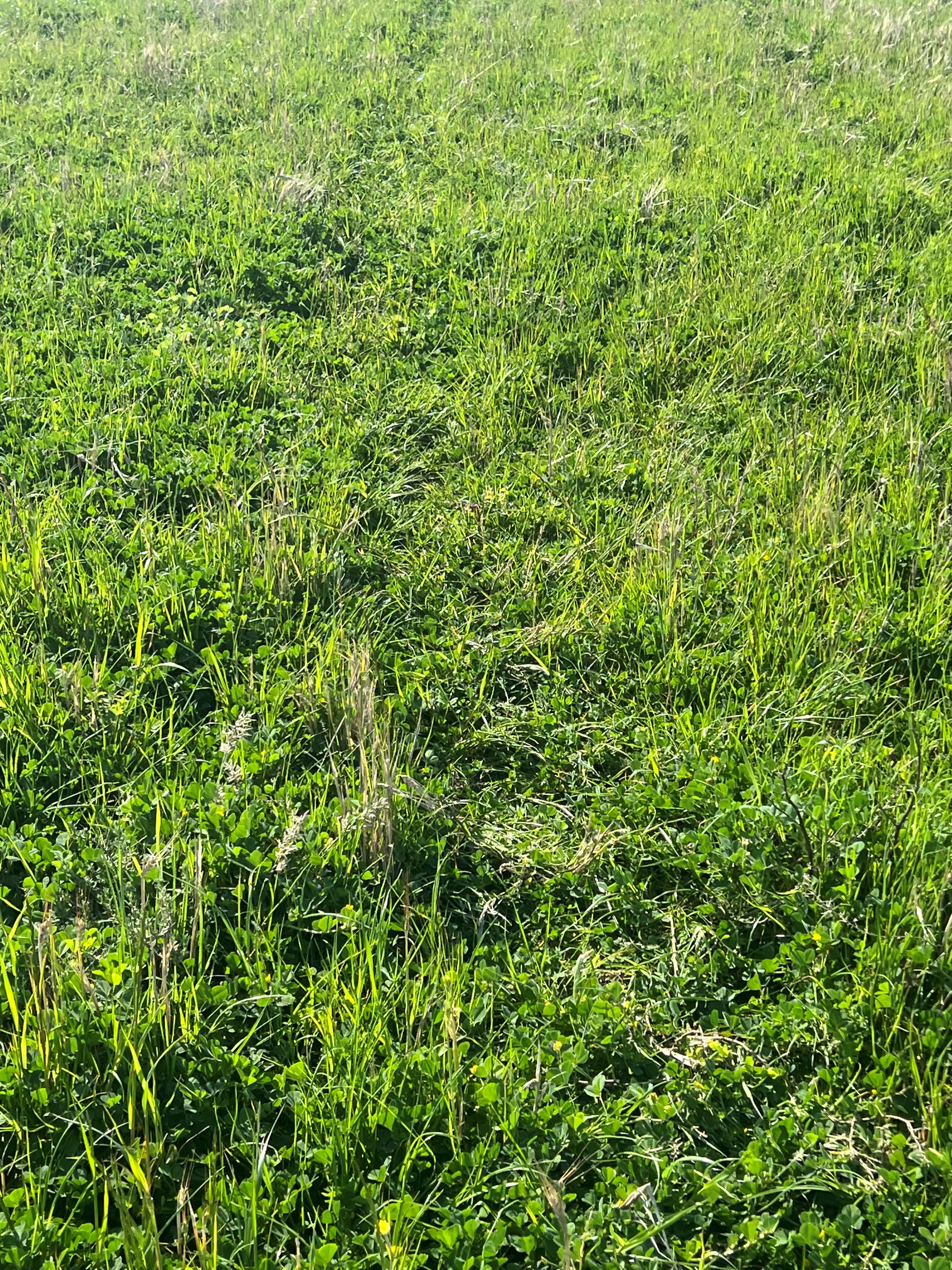 Pasture (southern - rye/clover based) Hay
