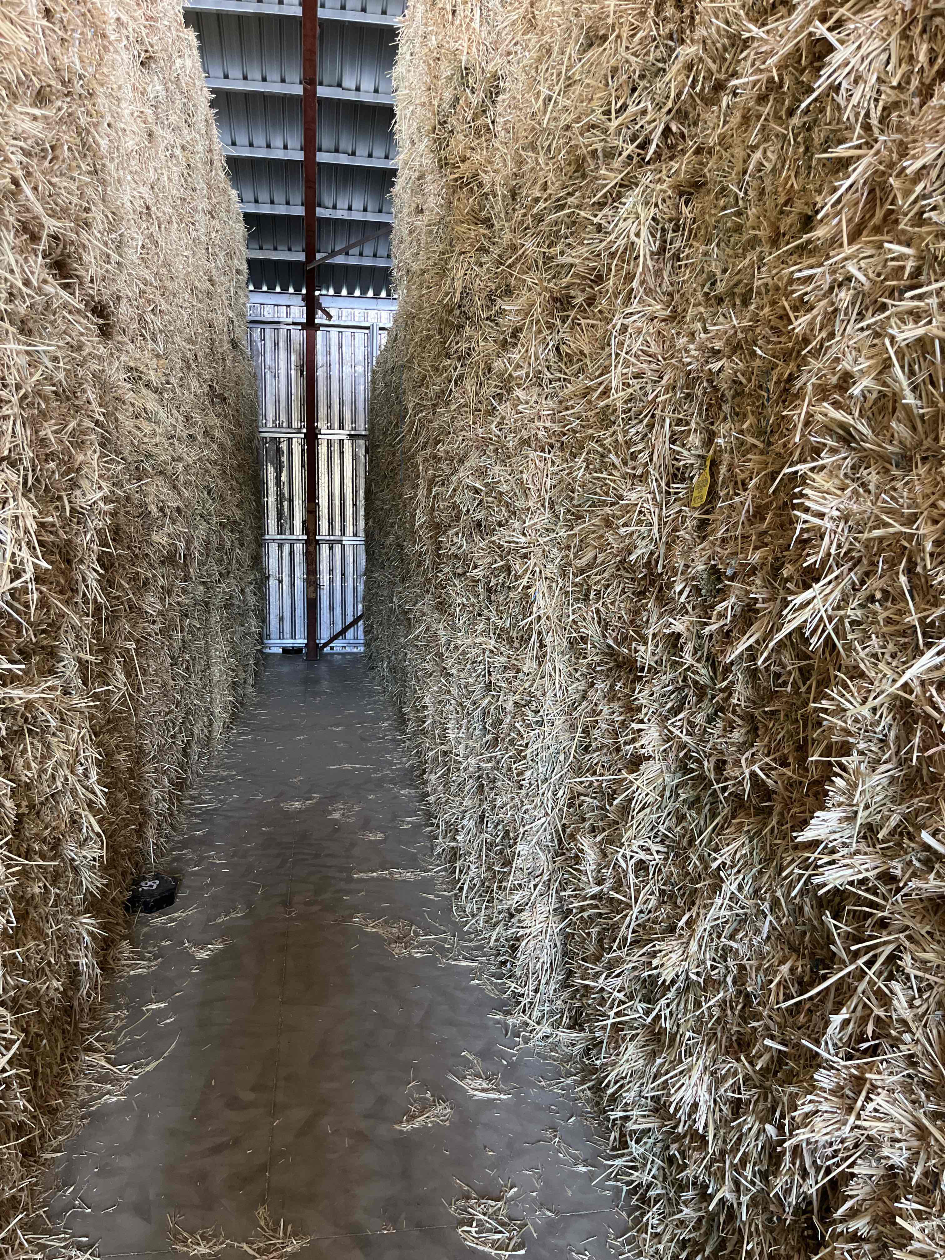 Barley Hay