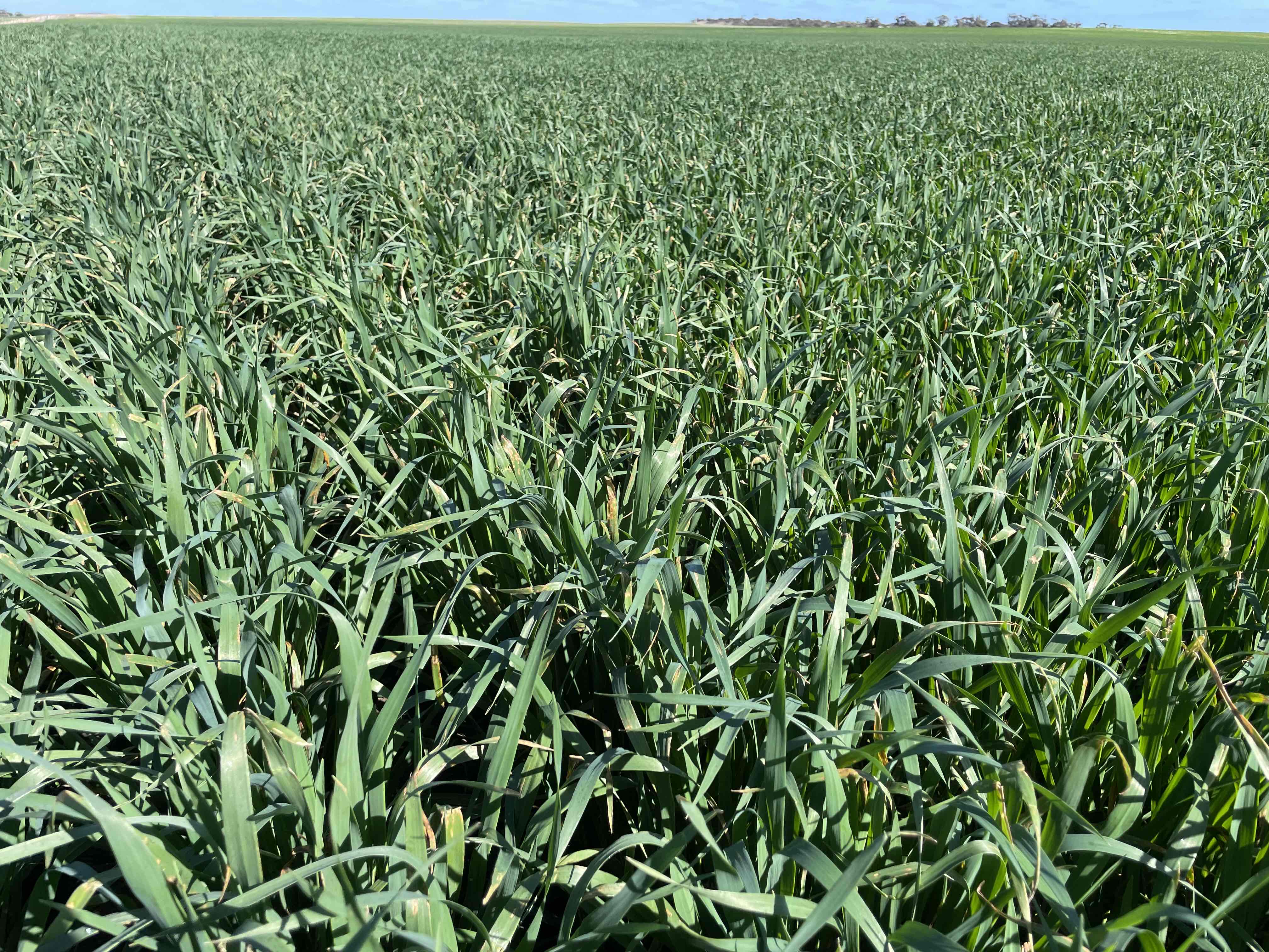 Oaten Hay
