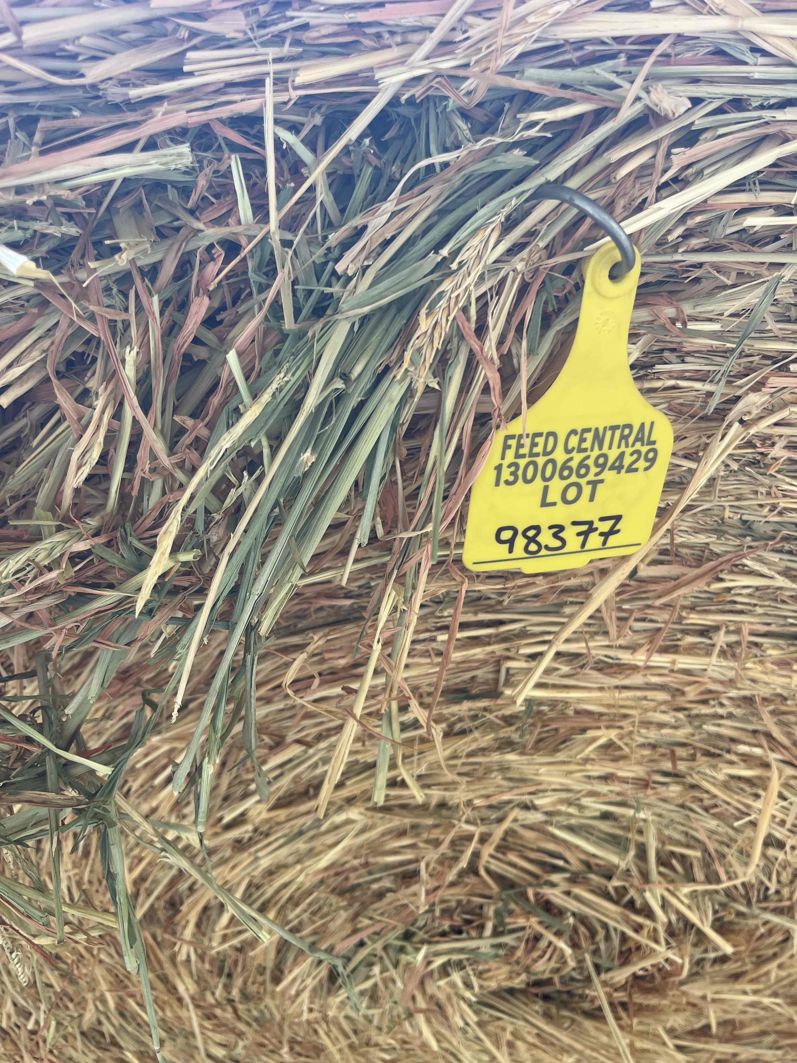 Beardless barley 4x4