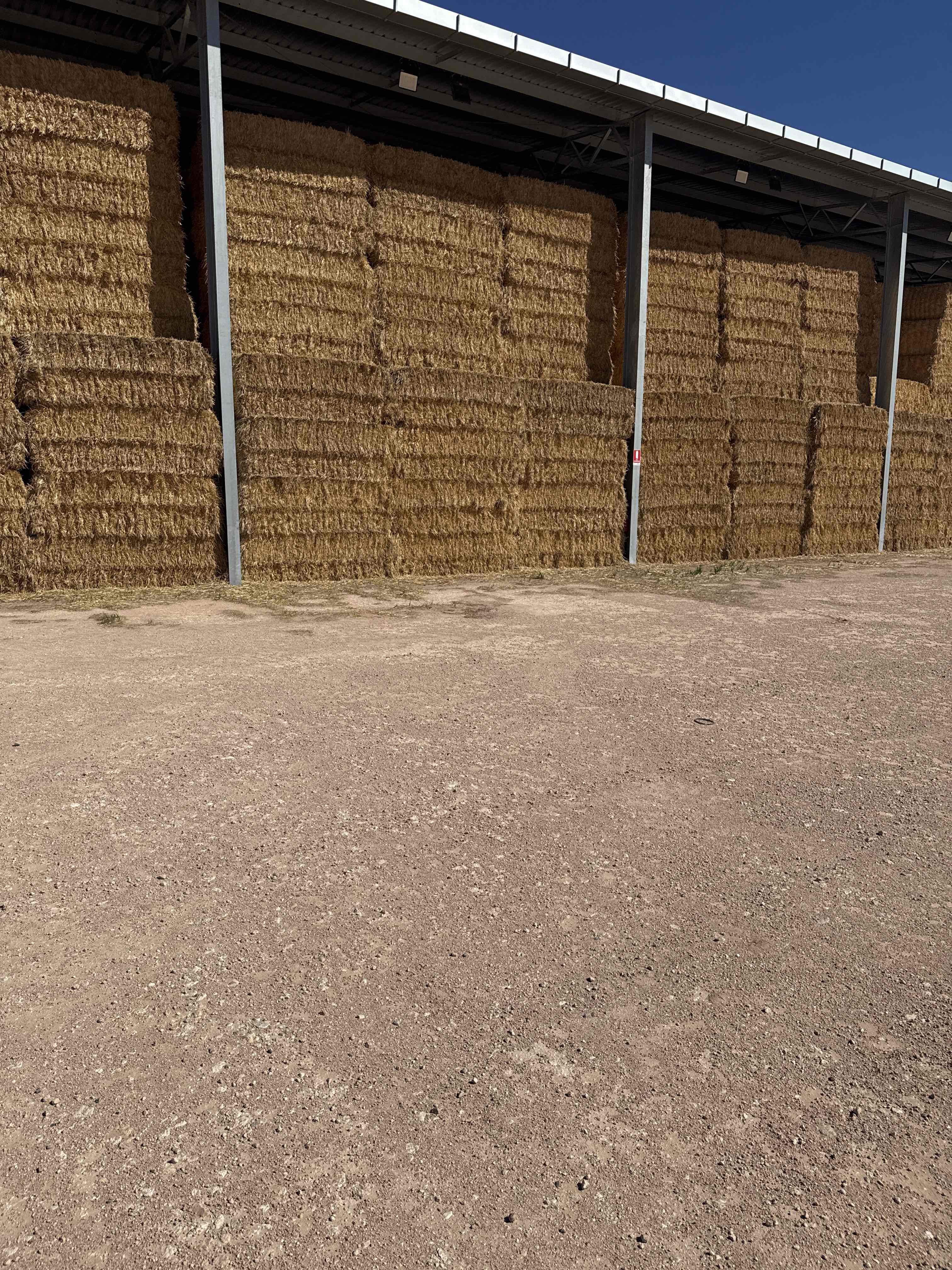 Barley Hay