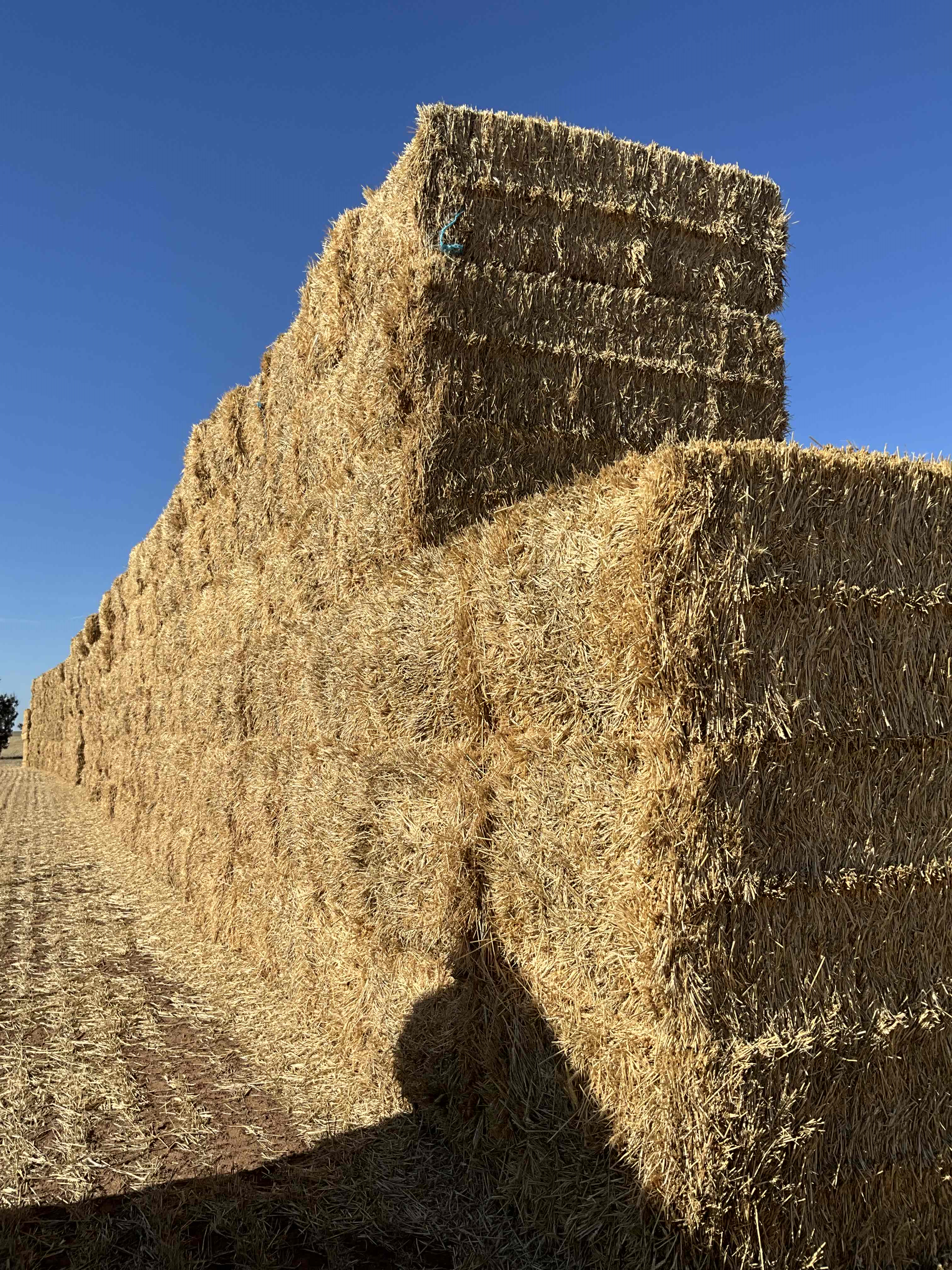 Wheaten (awned) Hay