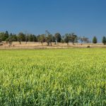 A Guide to the Different Types of Hay in Australia