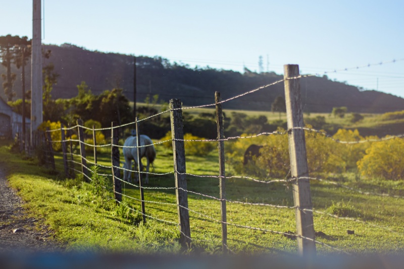 Predator proof fencing