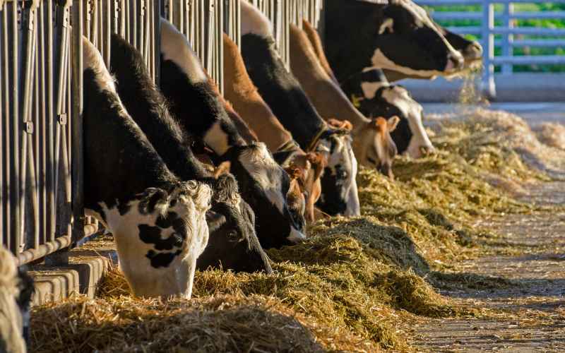 Potassium dairy cattle