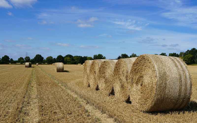 Protein hay compared