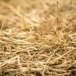 When to Plant and Cut Hay in Australia