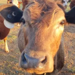 Which Hay Is Best For Cows?