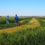 Victorian Fodder Outlook 2026: Where is the Supply?