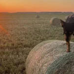 Is Interstate Hay Worth It? Calculating Your Delivered Price