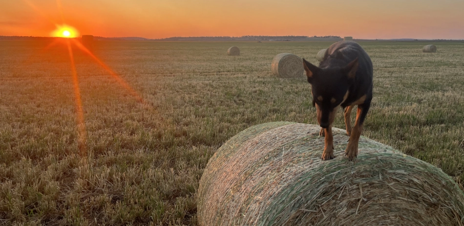 Hay bales on sunset with dog