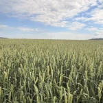 How to Navigate a High-Supply Hay Market