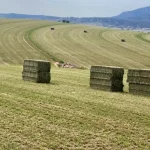Why You Should Not Make Hay Marketing Decisions on Social Media Chatter