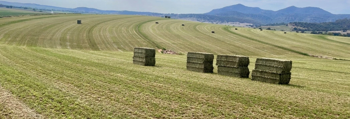 Paddock