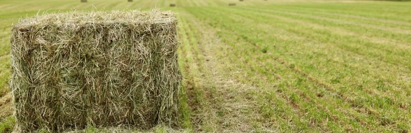 How AI Is Changing Australian Farming In 2026