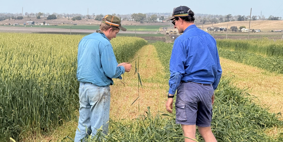 Drought proofing