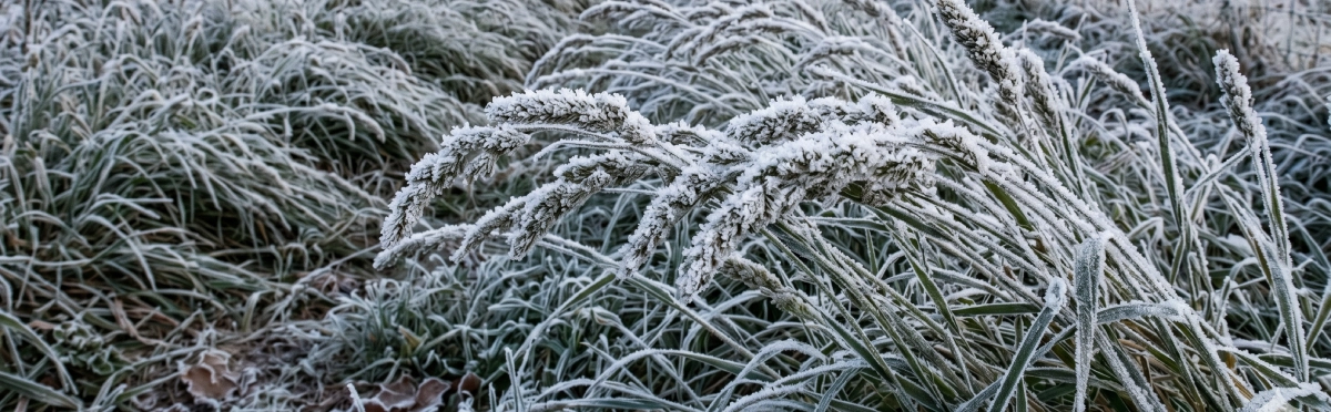 Frost affected crop
