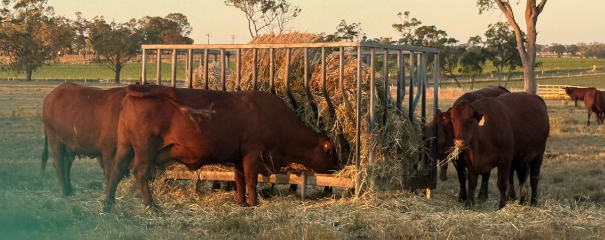Livestock