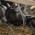 Best Hay for Goats: A Feeding Guide