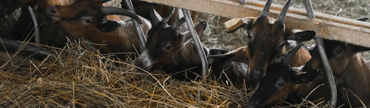 Hay for goats