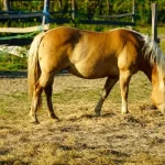 Best Hay for Horses: A Feeding Guide