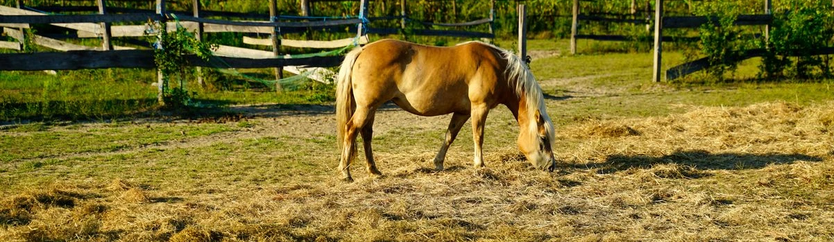 Hay for horses