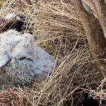 Best Hay for Sheep: A Feeding Guide