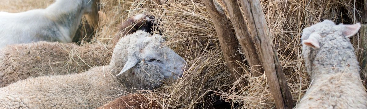 Hay for sheeps