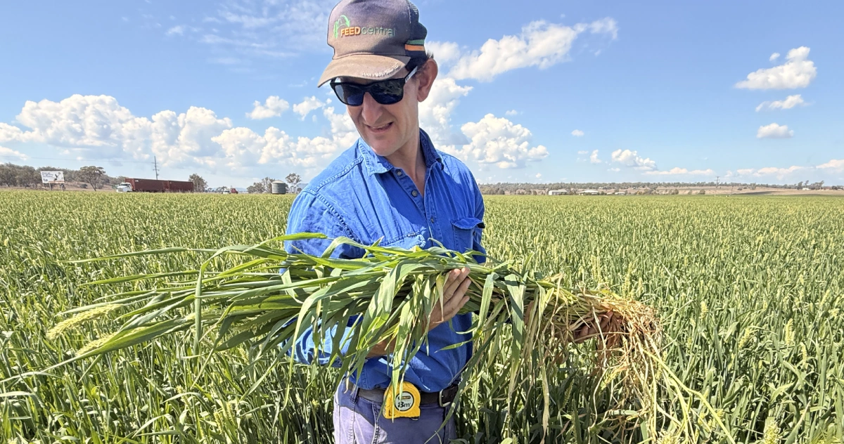 Hay crops
